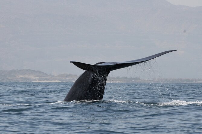 Samaná Whale Watching, waterfall & Cayo Levantado Adventure - Key highlights to look for