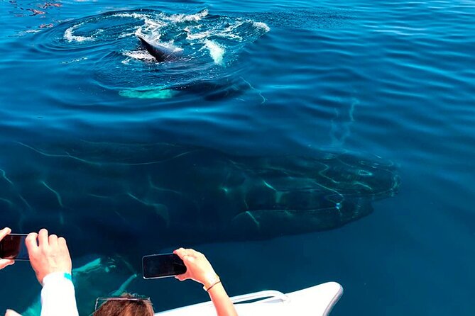 Samaná Whale Watching, waterfall & Cayo Levantado Adventure - El Salto del Limon: the horseback ride through the jungle