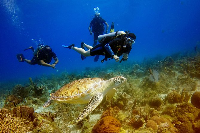 Saona Diving - Key highlights you should care about