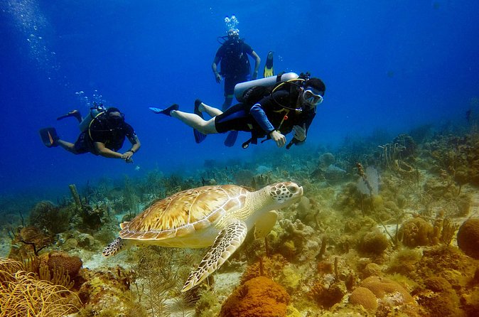 Saona Diving - Saona session: staying relaxed in calm, clear water
