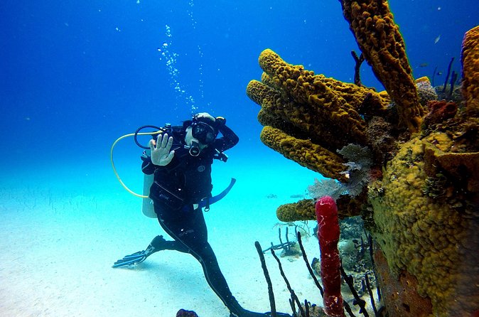 Saona Diving - Small-group guiding: the part people talk about most