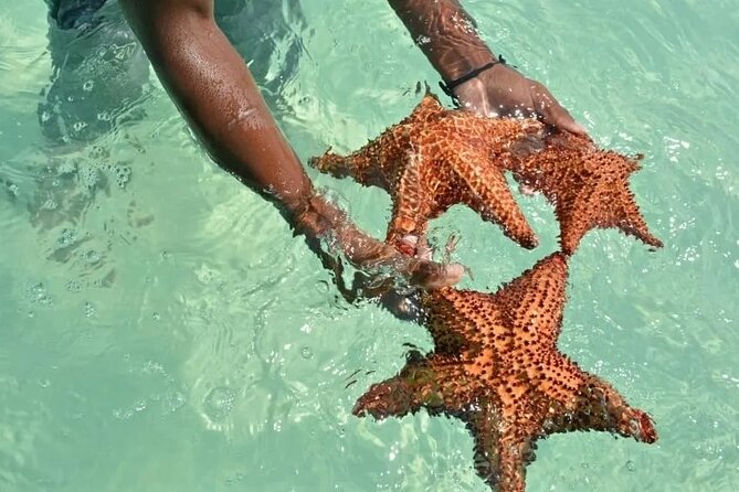 Saona Island Day Trip From Punta Cana with Lunch and Open Bar - Catamaran vs speedboat: comfort and timing reality