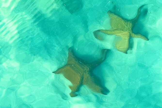 Saona Island, Natural pool Starfish, Fast boat, Catamaran +Dances - Saona Island’s Big Appeal: Water Color and Beach Time