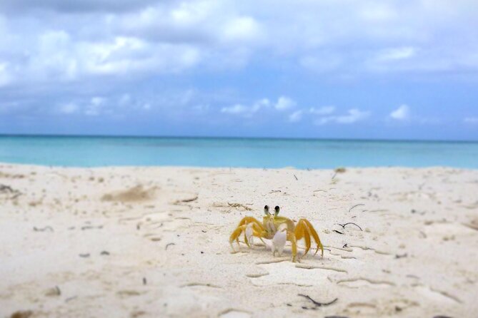 Saona Island, Natural pool Starfish, Fast boat, Catamaran +Dances - Timing Reality Check: How Long 9 to 11 Hours Can Feel