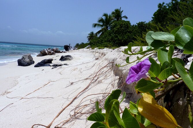Saona Island Tour from Punta Cana with Lunch, Open Bar & Pickup - Who this Saona Island catamaran fits best (and who should skip it)