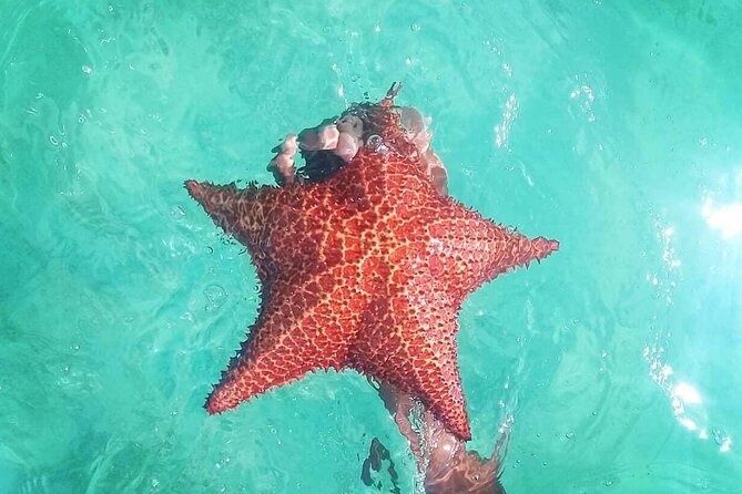Saona Island Tour - Full Day from Punta Cana Buffet and drinks - Weather, Cancellation Flexibility, and the One Real Risk
