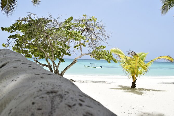Saona Island Tour - Full Day from Punta Cana Buffet and drinks - Final Thoughts: Should You Book This Saona Island Tour?
