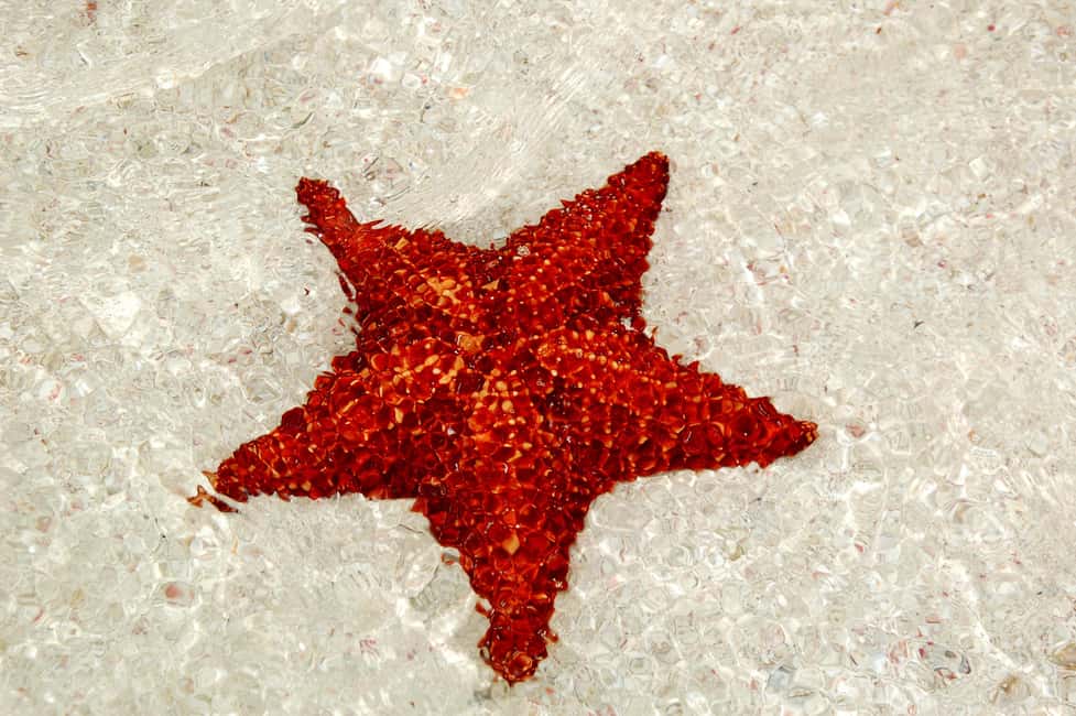 Saona Special Tour: Four Beaches & Canto Experience - Natural Pools: Starfish Shallows, Drinks, and About 40 Minutes of Swim Time