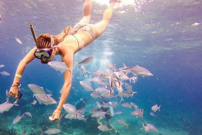 Scuba Diving at Catalina Island - 2 tank | 2 spots - Gear, guides, and your certification checklist