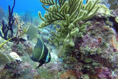 Scuba Diving at Catalina Island - 2 tank - for Certified Divers - The Wall: reef gardens, coral life, and a serious depth range