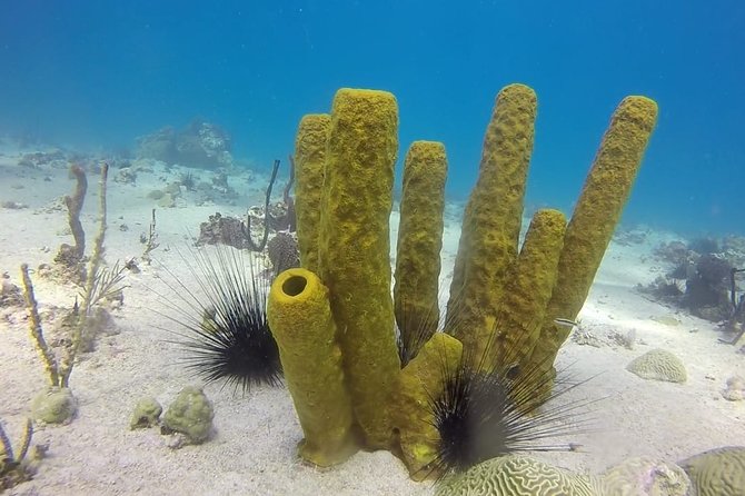 Scuba Diving at Catalina Island - 2 tank - for Certified Divers - The post-water plan: Caribbean buffet, open bar, and beach time