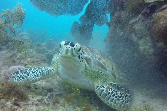 Scuba Diving at Catalina Island - 2 tank - for Certified Divers - What the small group and PADI guidance really mean in practice