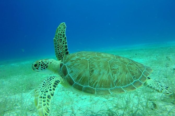 Scuba Diving at Catalina Island - 2 tank - for Certified Divers - Price and value: is $189.99 a fair deal for this full day?