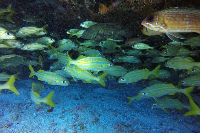 Scuba Diving at Catalina Island - 2 tank - for Certified Divers - Weather, rough water, and when your day may change