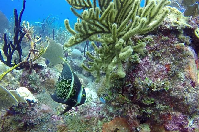 Scuba Diving at Catalina Island - 2 tank - for Certified Divers - The Wall: reef gardens, coral life, and a serious depth range