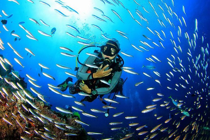 Scuba Diving on Catalina Island | 2 tanks, 2 spots - Catalina Island scuba from Punta Cana: the real payoff of this 8-hour day