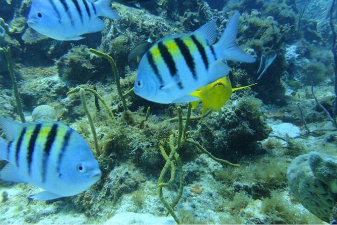 Scuba Diving on Catalina Island | 2 tanks, 2 spots - Catalina Island beach time, buffet lunch, and open bar after your underwater sessions