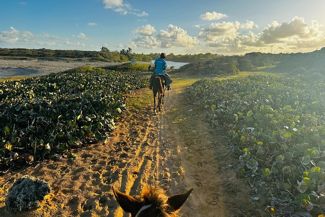 Sunset Horseback Ride at Macao Beach & Forest with Transfers - Guides, Group Size, and the Ride Comfort Factor
