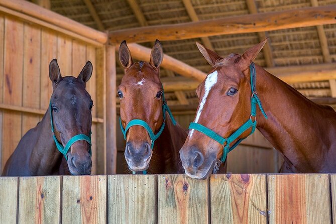 Swimming with Horses at the Beach from Punta Cana Free transportation - Horseback to the Beach Setup at Grupo Puntacana
