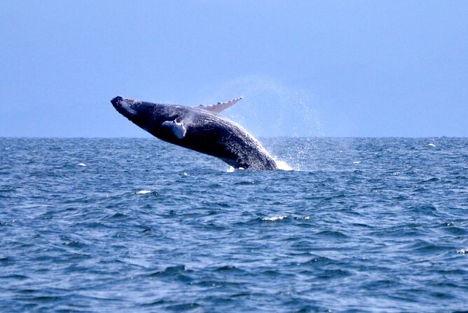 Tour with Whale Watching in Samaná, Beach and Waterfall - Key Takeaways Before You Go