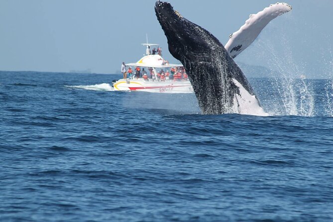 Tour with Whale Watching in Samaná, Beach and Waterfall - Santa Bárbara de Samaná: town time plus a big viewpoint payoff