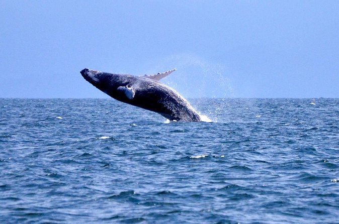 Tour with Whale Watching in Samaná, Beach and Waterfall - El Limón waterfall day: the horseback piece changes the feel