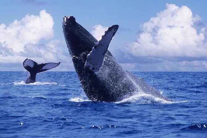 Tour with Whale Watching in Samaná, Beach and Waterfall - Cayo Levantado Beach Break: why this island stop is worth it