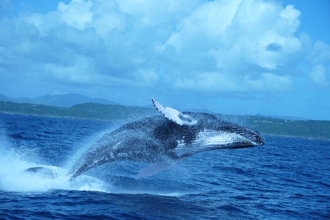 Whale Watching and Bacardi Island day trip from Punta Cana - Punta Cana to Samana Bay: the 10-hour rhythm