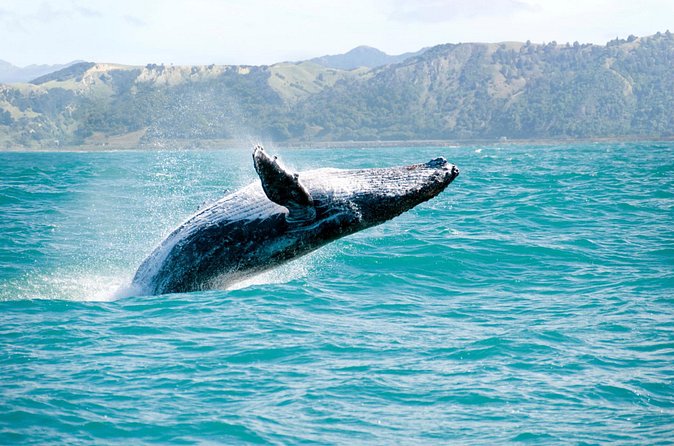 Whale Watching and Bacardi Island day trip from Punta Cana - What’s included (and what you’ll pay for later)