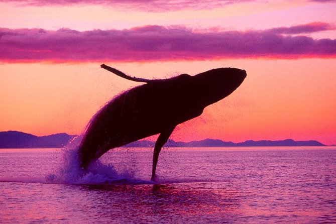 Whale Watching and Bacardi Island day trip from Punta Cana - Group size, timing, and the comfort factor