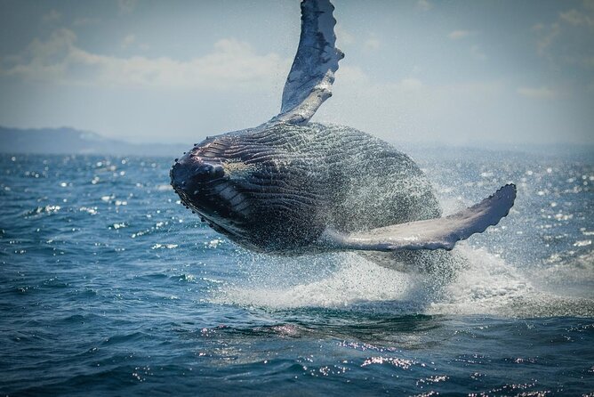 Whale Watching, Cayo Levantado and Limón Waterfall in Samaná - Key Things You’ll Remember From This Samaná Day
