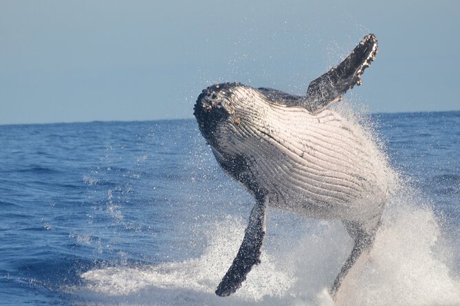 Whale Watching, Cayo Levantado and Limón Waterfall in Samaná - Mountain Ranch and the Typical Dominican House: Cultural Stops That Don’t Feel Random