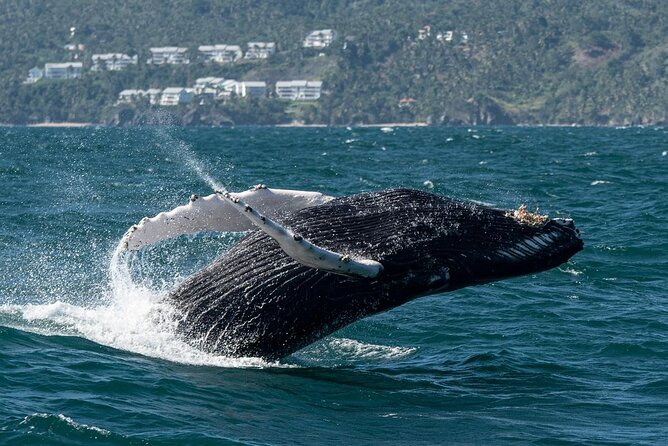 Whale Watching, Cayo Levantado and Limón Waterfall in Samaná - Price and Value: Is $170 a Fair Deal?