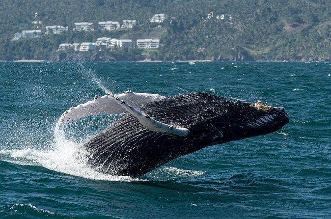 Whale Watching, Cayo Levantado and Limón Waterfall in Samaná - Who This Trip Fits Best (And Who Might Prefer Something Else)