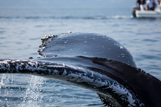 Whale Watching, Cayo Levantado and Limón Waterfall in Samaná - Should You Book This Samaná Whale + Waterfall Day?
